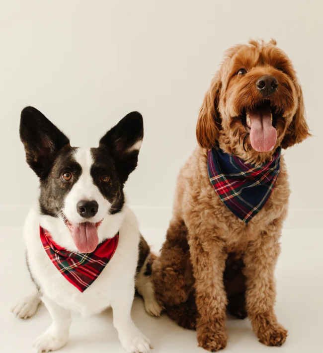 Green Gingham Dog Bandana