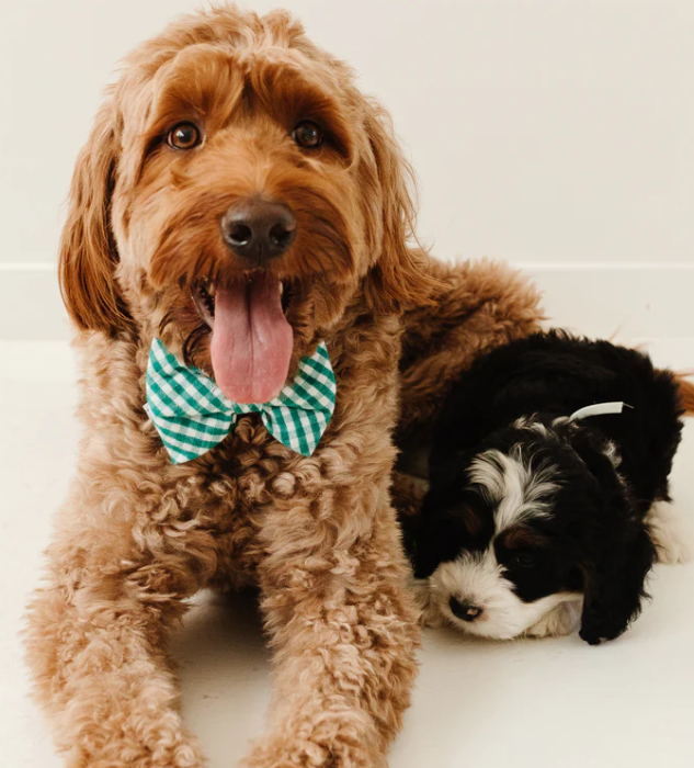 Green Gingham Dog Bow Ties